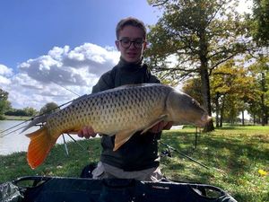 Common Carp