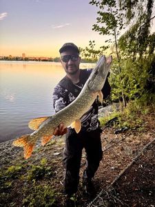 Northern Pike