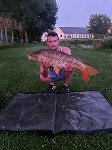 Common Carp