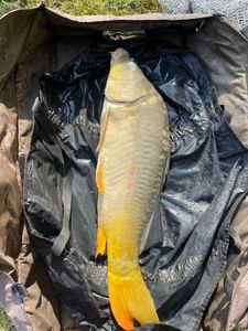 Leather Carp