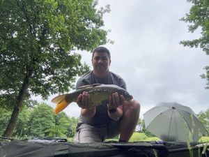 Common Carp