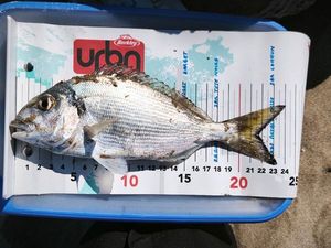 Gilthead Seabream