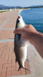 Golden Grey Mullet
