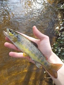 Brown Trout