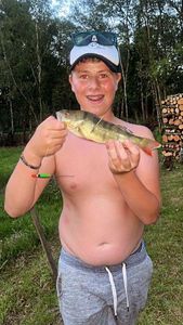 European Perch