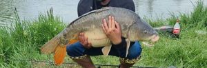 Mirror Carp