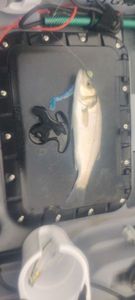 European Bass (Seabass)