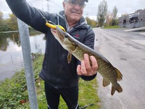 Northern Pike