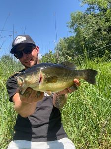 Largemouth Bass