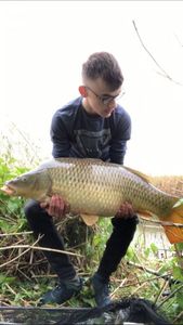 Common Carp