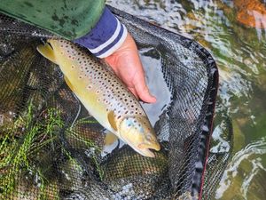 Brown Trout