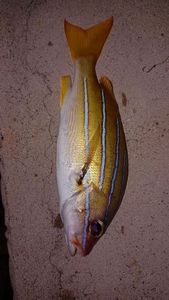 Lane Snapper