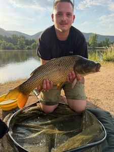 Common Carp