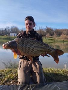Common Carp