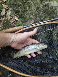 Brown Trout