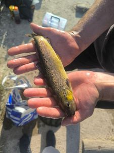 Brown Trout