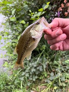 Largemouth Bass