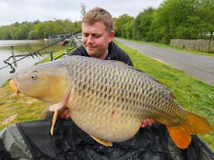 Common Carp