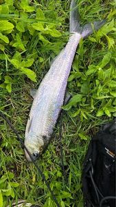 Twaite Shad