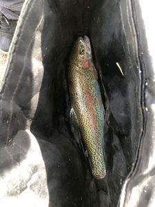Rainbow Trout
