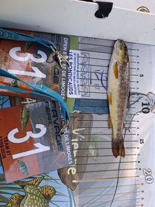Cutthroat Trout