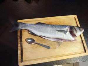 European Bass (Seabass)