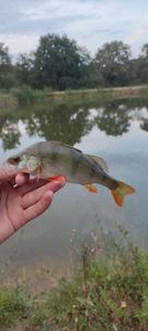 European Perch