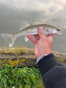 Zander