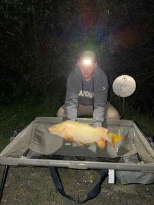 Mirror Carp