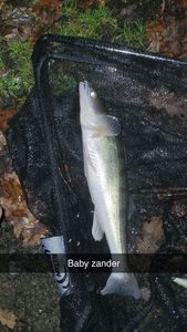 Zander