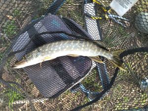 Northern Pike