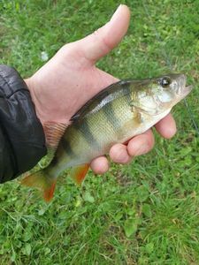 European Perch
