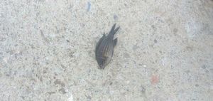 Damselfish