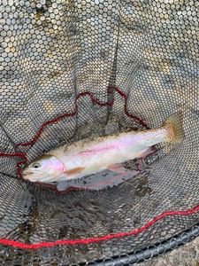 Rainbow Trout