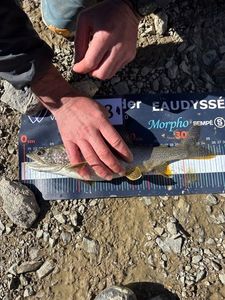 Lake Trout