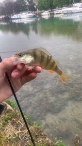 European Perch