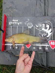 Tench