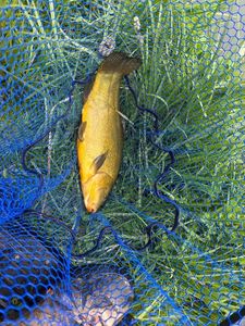 Tench