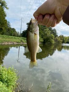 Largemouth Bass