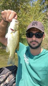 Largemouth Bass