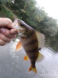 European Perch