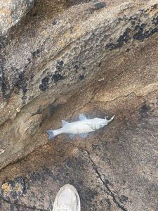 European Bass (Seabass)