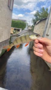 European Perch
