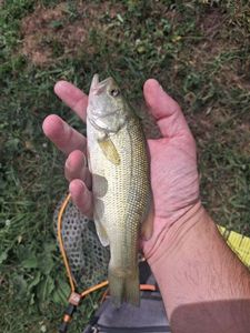 Largemouth Bass