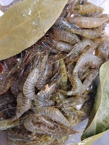 Common Prawn
