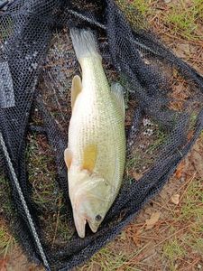 Largemouth Bass