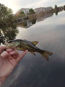 Largemouth Bass