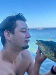 Ballan Wrasse