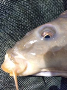 Mirror Carp