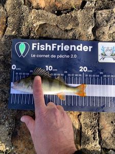 European Perch